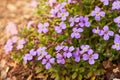 Close up shot of ornamental plant rock cress Aubrieta cultorum Royalty Free Stock Photo