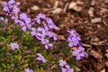 Close up shot of ornamental plant rock cress Aubrieta cultorum Royalty Free Stock Photo