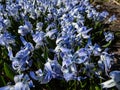 Close-up shot of the ornamental plant - Scilla rosenii bearing racemes of star-shaped, very pale blue six-stellate flowers in