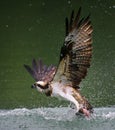 An osprey hunting and holding trout fish in Sindian, Taipei