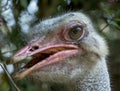 Close up shot of an ostrich bird