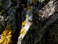 Zebra jumping spider (Salticus scenicus) with vivid black-and-white colouration almost invisible on a birch Royalty Free Stock Photo