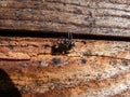 Close-up shot ot the zebra jumping spider (Salticus scenicus) with black-and-white colouration Royalty Free Stock Photo