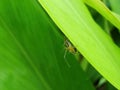 Close up shot of a Oxyopes salticus eating an insect Royalty Free Stock Photo