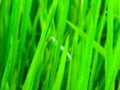 A close up shot of a Paddy leaf in a farming land Royalty Free Stock Photo