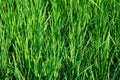 Close-up shot of paddy leaves in the rice field with green leaves Royalty Free Stock Photo