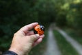 Close up shot of painted hiking stone held by a male hand on the background of a driving path