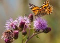 Close-up shot of a painted lady butterfly on thistles