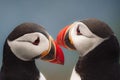 Close-up shot of a pair of Atlantic puffins isolated on blurry background, Runde island, Norway