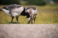 Close-up shot of a pair of barnacle geese finding food in the grass Royalty Free Stock Photo