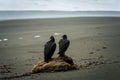 Close-up shot of a pair of black vultures sitting on a tree log Royalty Free Stock Photo