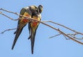 Close-up shot of a pair of Burrowing parrots sitting on a tree branch Royalty Free Stock Photo