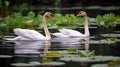 Close-up shot of a pair of elegant swans