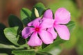 A close up shot of a pair flowers.