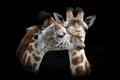 Close-up shot of a pair of giraffes in the dark background