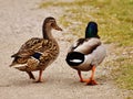 Close-up shot of a pair of mallard ducks walking on the ground