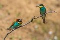 Close-up shot of a pair of Merops sitting on a tree branch Royalty Free Stock Photo