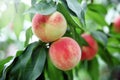 Close-up shot of a pair of ripe peaches on a peach tree.