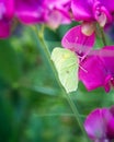 Brimstone Butterfly Resting on Pink Flowers Royalty Free Stock Photo