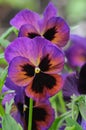 Close-up shot of pansy flowers of violet-orange color