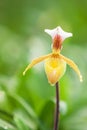 Close-up shot of Paphiopedilum villosum is in bloom