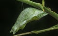 Close up shot of the papilio demoleus pupa. Royalty Free Stock Photo