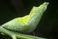 Close up shot of the papilio demoleus pupa. Royalty Free Stock Photo