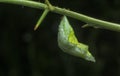 Close up shot of the papilio demoleus pupa. Royalty Free Stock Photo