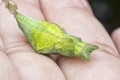 Close up shot of the papilio demoleus pupa. Royalty Free Stock Photo