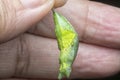 Close up shot of the papilio demoleus pupa. Royalty Free Stock Photo