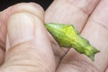 Close up shot of the papilio demoleus pupa. Royalty Free Stock Photo