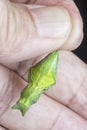 Close up shot of the papilio demoleus pupa. Royalty Free Stock Photo