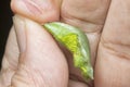 Close up shot of the papilio demoleus pupa. Royalty Free Stock Photo