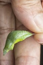 Close up shot of the papilio demoleus pupa. Royalty Free Stock Photo