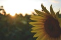 Sunflower in the field on the sunset Royalty Free Stock Photo