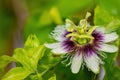 Close up shot of passion flower blossom Royalty Free Stock Photo