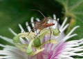 Close-up shot of a passion flower perched atop a white-petaled flower with green stems Royalty Free Stock Photo