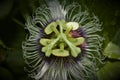 close up shot of passion fruit flower Royalty Free Stock Photo