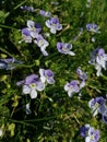 A close up shot of a patch of Forget-Me-Notts, Dawlish, Devon, UK