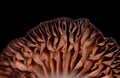 Pattern on dry mushroom against black background