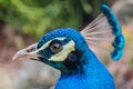 Close up shot of a peacock head Royalty Free Stock Photo