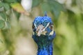 Close up shot of a peacock head Royalty Free Stock Photo