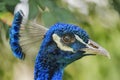 Close up shot of a peacock head Royalty Free Stock Photo