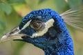 Close up shot of a peacock head Royalty Free Stock Photo