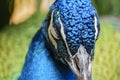 Close up shot of a peacock head Royalty Free Stock Photo