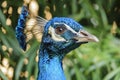 Close up shot of a peacock head Royalty Free Stock Photo