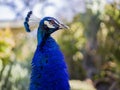 Close up shot of a peacock head Royalty Free Stock Photo