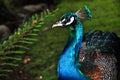 Peacock close up