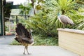 Close up shot of peacock showing its fan Royalty Free Stock Photo