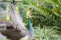 Close up shot of peacock showing its fan Royalty Free Stock Photo